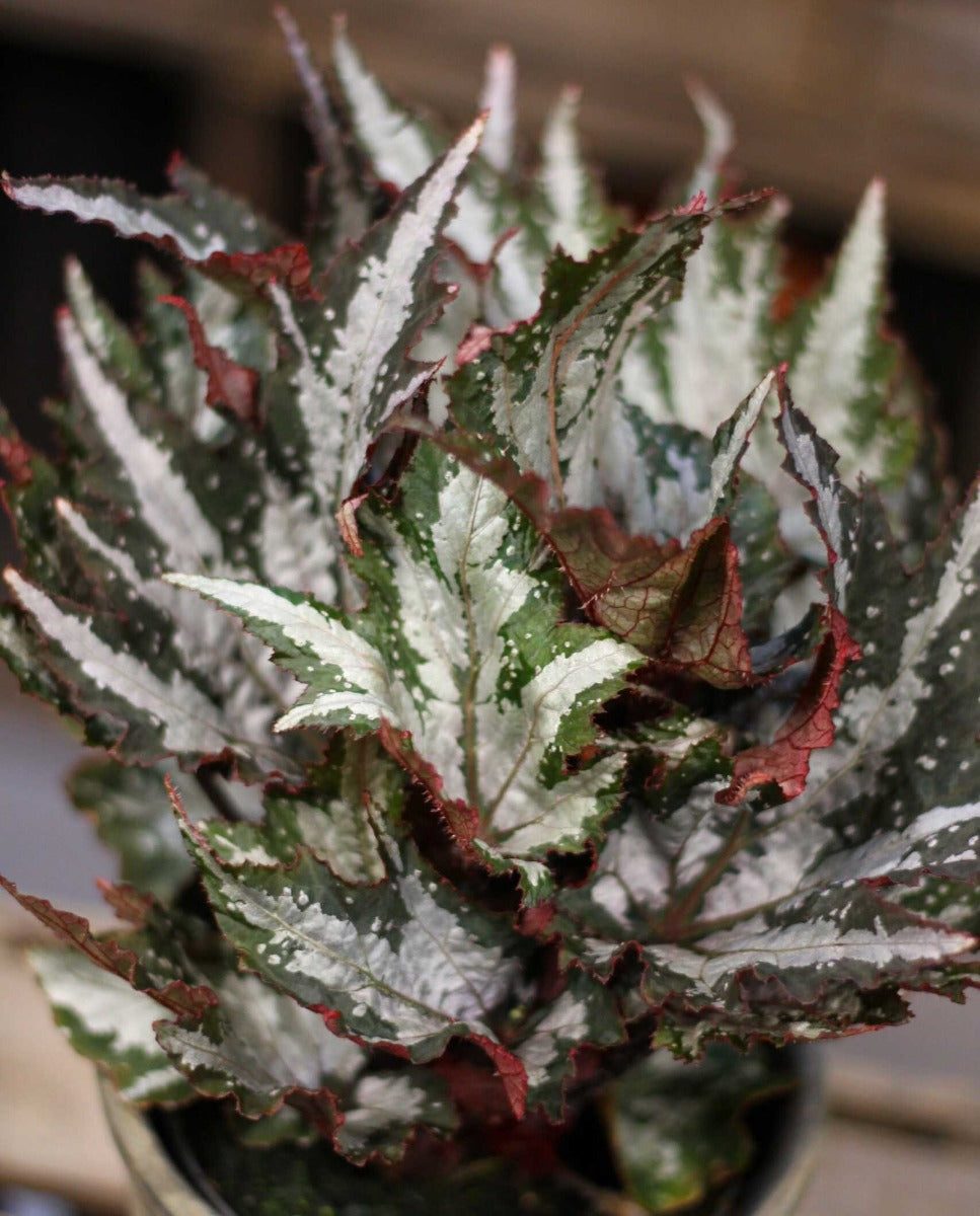 BEGONIA SUMATRA GREENVASO 17CM