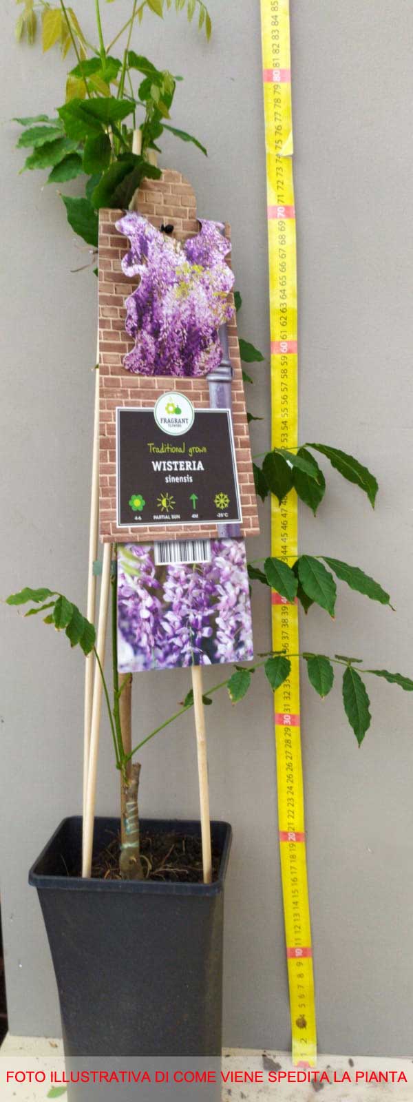 GLICINE WISTERIA SINENSIS PROFILIC VASO 17CM