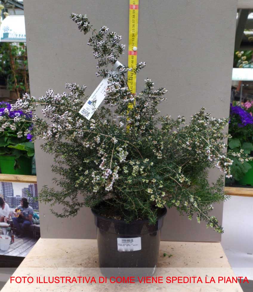 ERICA AFRICANA CANICULATA VASO 17CM