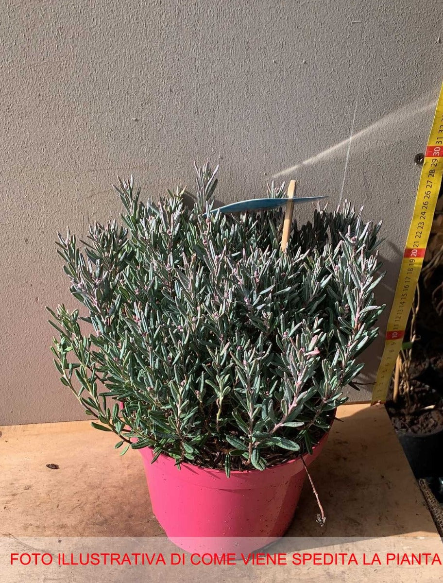 ANDROMEDA POLIFOLIA BLUE LAGOON IN VASO 19CM