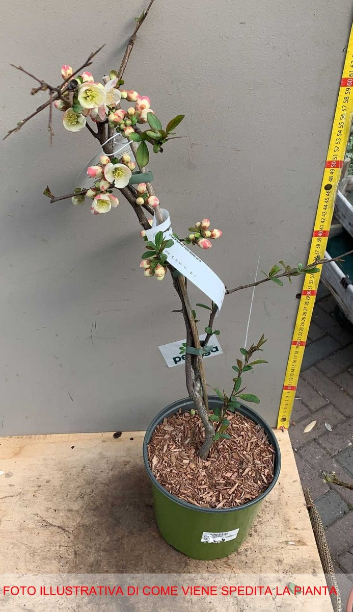 CHAENOMELES TOYO NISHIKI COTOGNO GIAPPONESE IN VASO 18CM