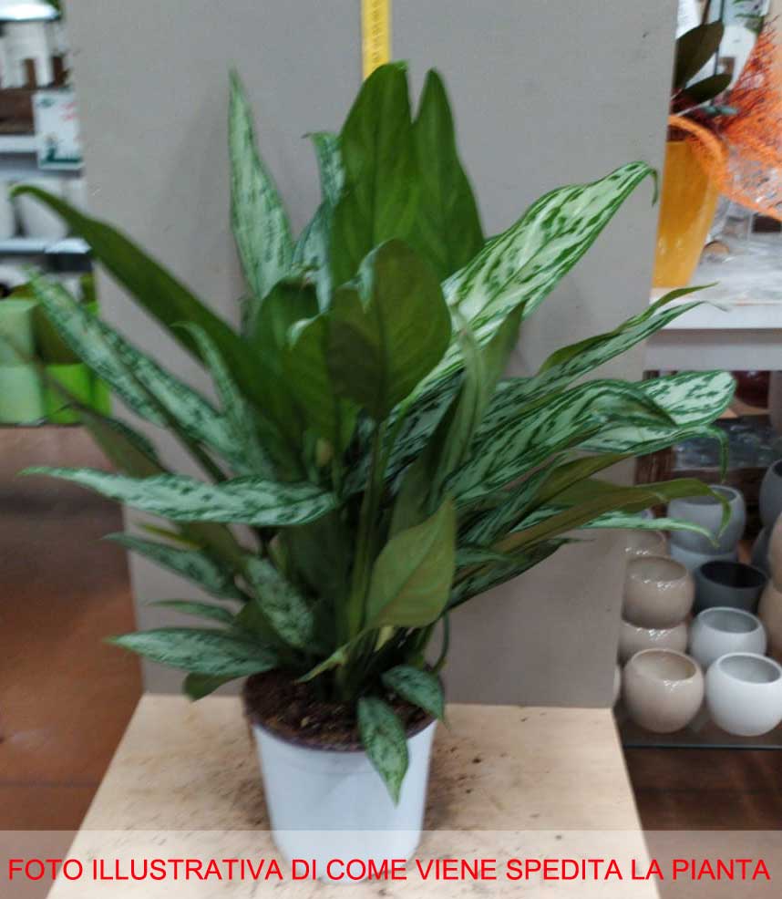 AGLAONEMA SIVER QUEEN VASO 17CM