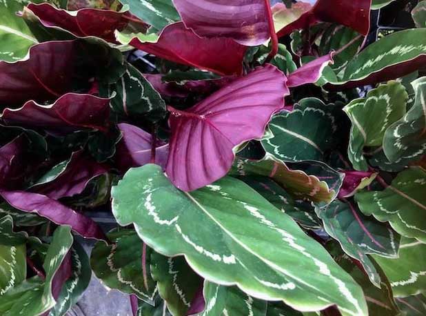 CALATHEA ORBIFOLIA IN VASO 11CM
