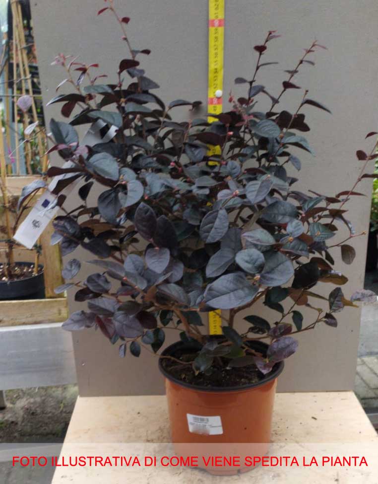 LOROPETALUM FEDE VASO 19CM