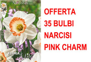 OFFERTA 35 BULBI NARCISO LARGE CUPPED FLOWER PINK CHARM