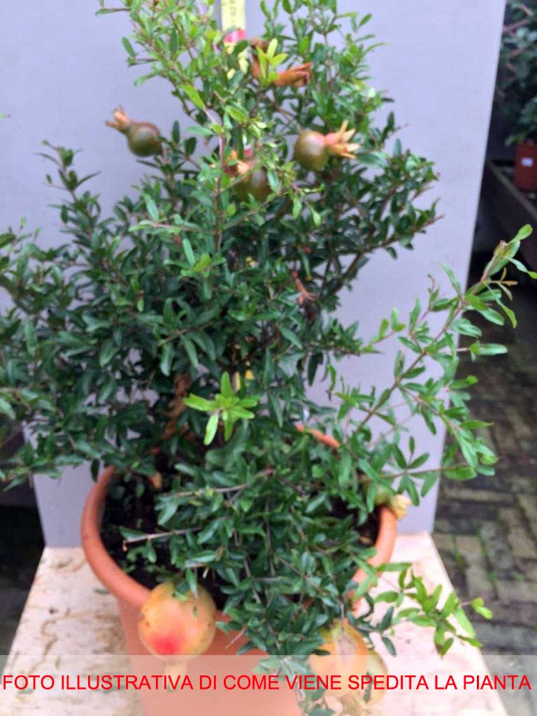 PUNICA GRANATUM NANUM MELOGRANO NANO IN VASO 24CM