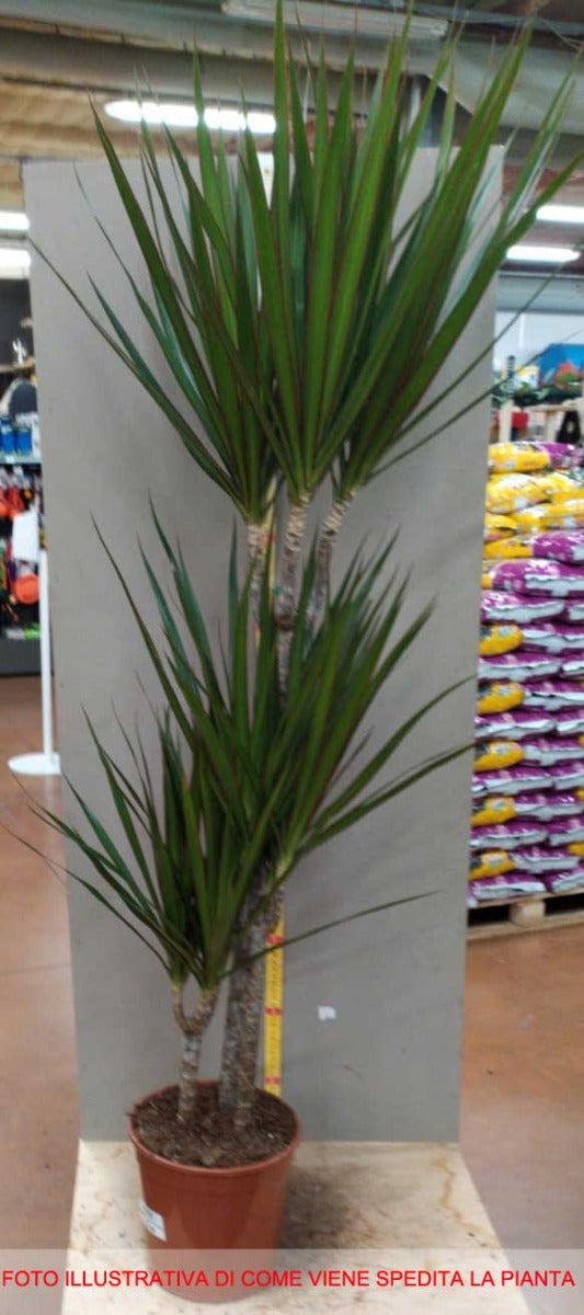 DRACENA MARGINATA TRONCHETTO DELLA FELICITÀ VASO 19CM