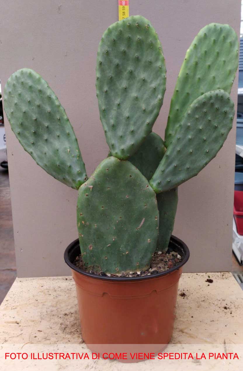 FICO D'INDIA OPUNTIA VASO 20CM