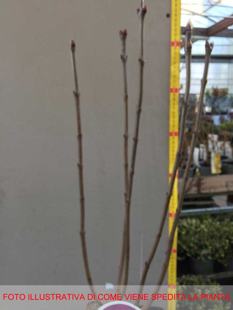 LILLA O SYRINGA VULGARIS PAUL DESCHANEL VASO DA 21CM
