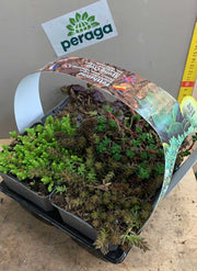 SEDUM IN MIX BOX 4 PIANTE
