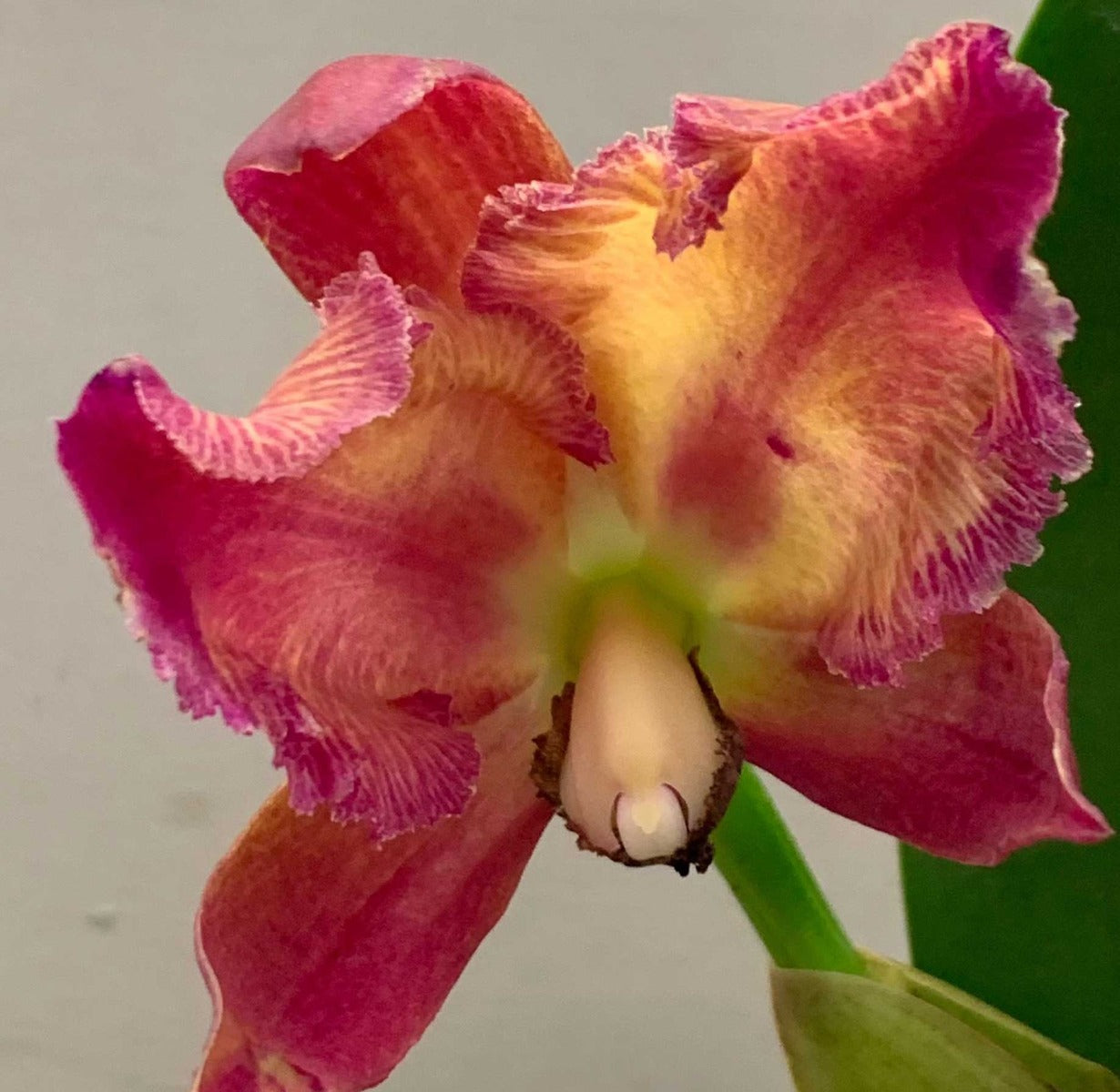 ORCHIDEA CATTLEYA ROSA SCURO VASO 12CM