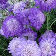 SCABIOSA COLUMBARIA MARIPOSA BLUE VASO DA 17CM