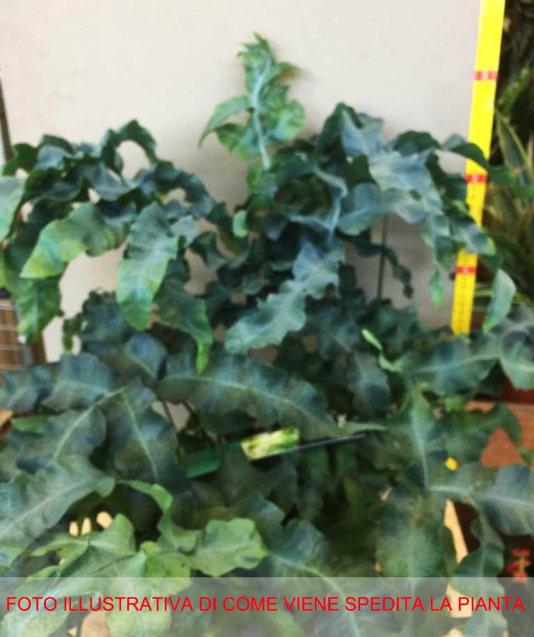PHLEBODIUM AUREUM FELCE PIEDE DI CONIGLIO VASO 17CM