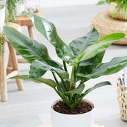 PHILODENDRON IMPERIAL GREEN VASO 17CM
