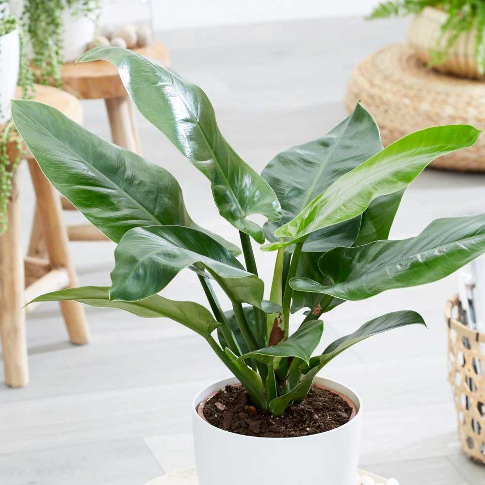 PHILODENDRON IMPERIAL GREEN VASO 17CM