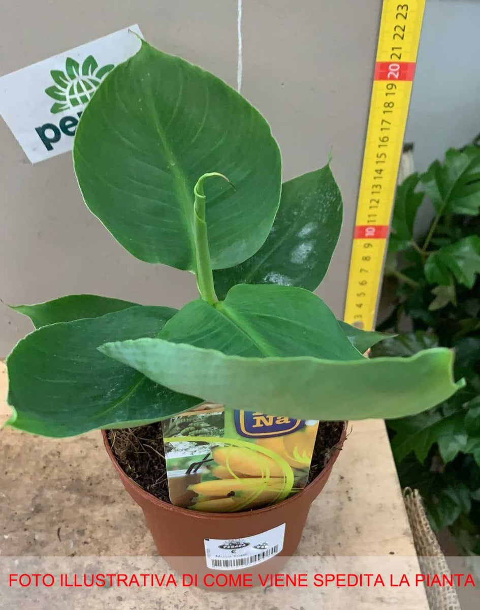 MUSA TROPICANA BANANO NANO VASO 12CM
