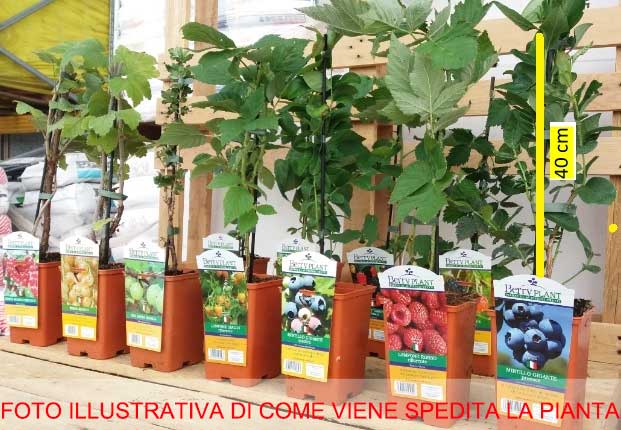 MORA PRECOCE SENZA SPINE VASO DA 2.5 LITRI (1 PIANTA)