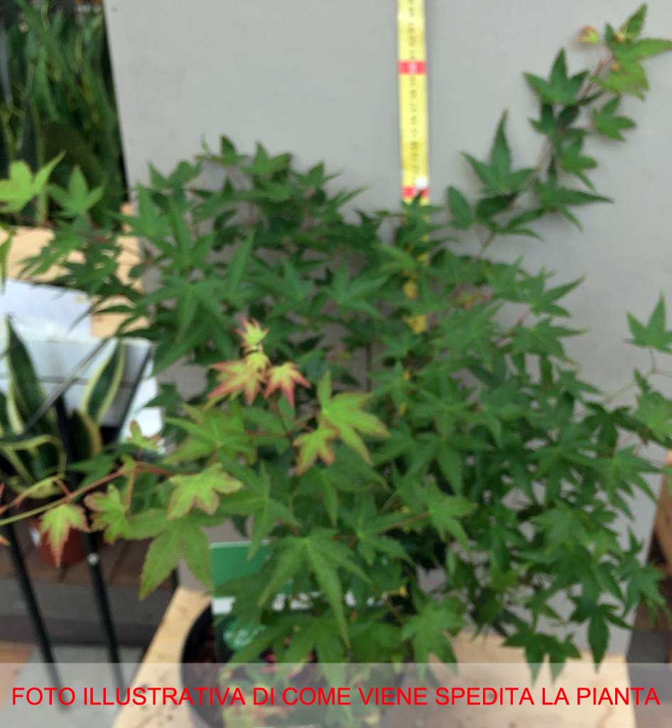 ACERO PALMATUM LITTLE PRINCESS VASO 19CM