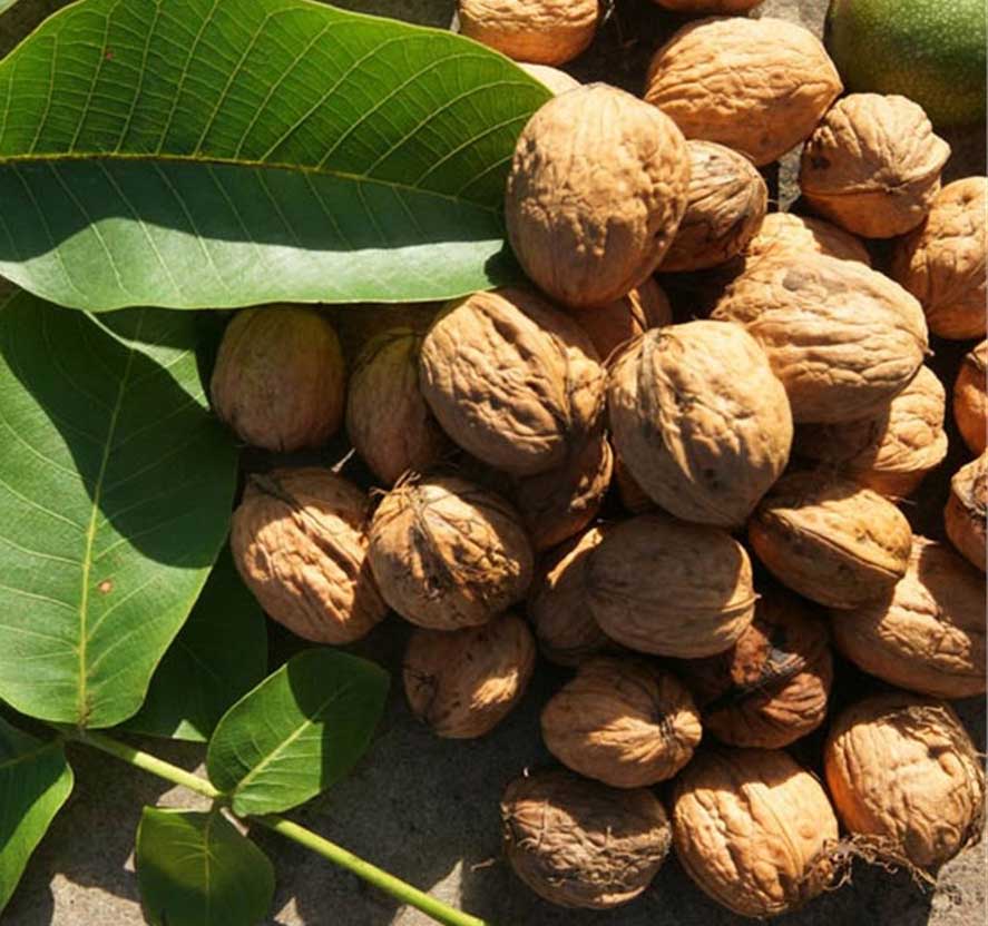 NOCE FRANQUETTE JUGLANS REGIA (1 PIANTA IN VASO)