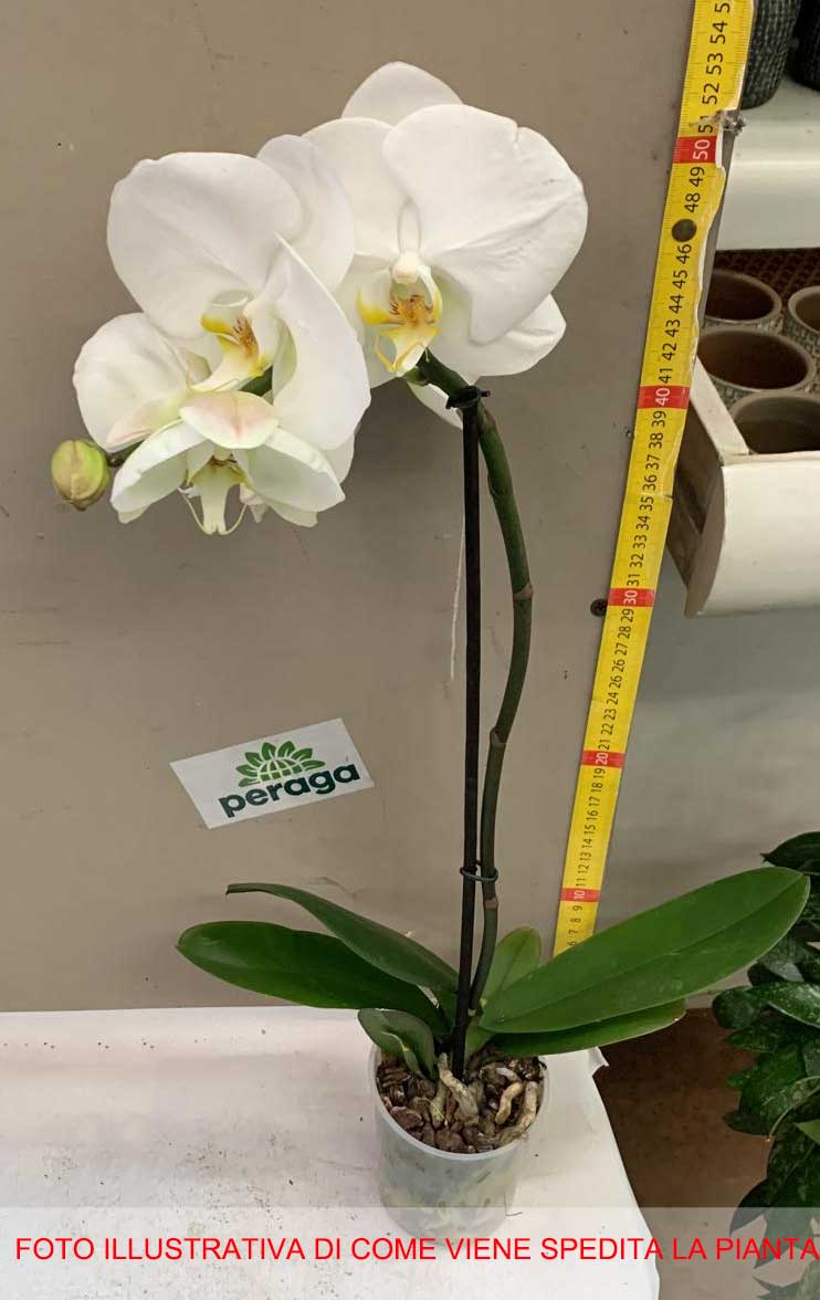 ORCHIDEA PHALAENOPSIS BIANCA VASO 9CM