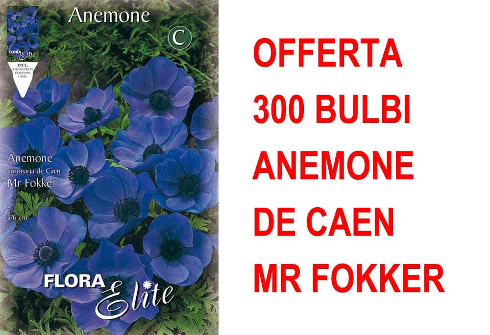 OFFERTA 300 BULBI ANEMONE CORONARIA MR. FOKKER