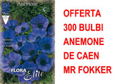 OFFERTA 300 BULBI ANEMONE CORONARIA MR. FOKKER