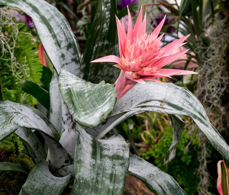 AECHMEA FASCIATA PRIMERA XXL VASO 14CM