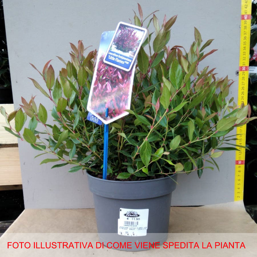 LEUCOTHOE LITTLE FLAMES VASO 19CM