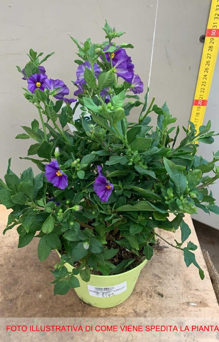 SOLANUM RANTONNETII VASO 14CM