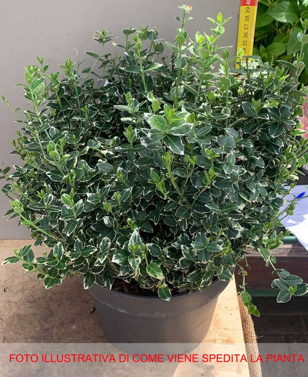 EUONYMUS FORTUNEI 'EMERALD GAIETY' VASO 23CM