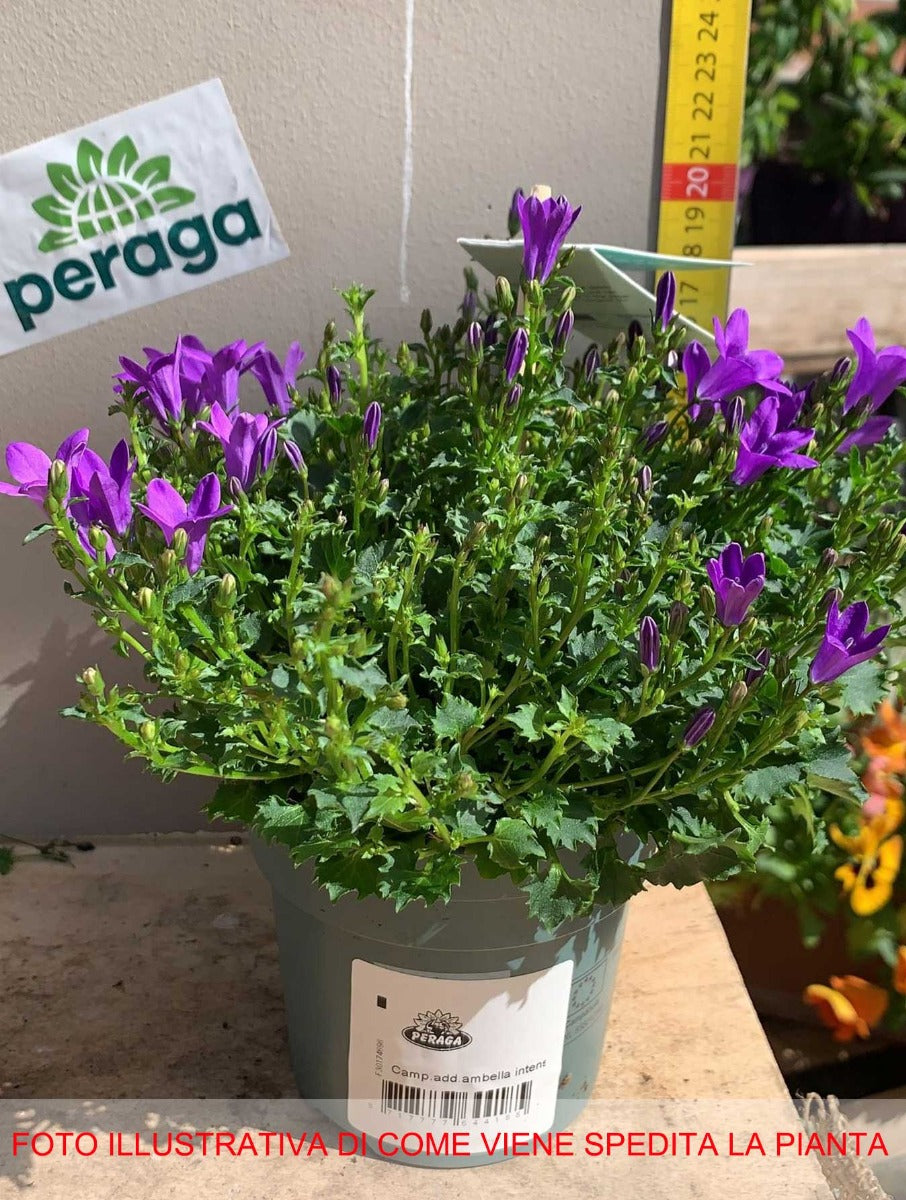 CAMPANULA AMBELLA FUCSIA/ROSA SCURO ASSORTITO VASO 10.5CM