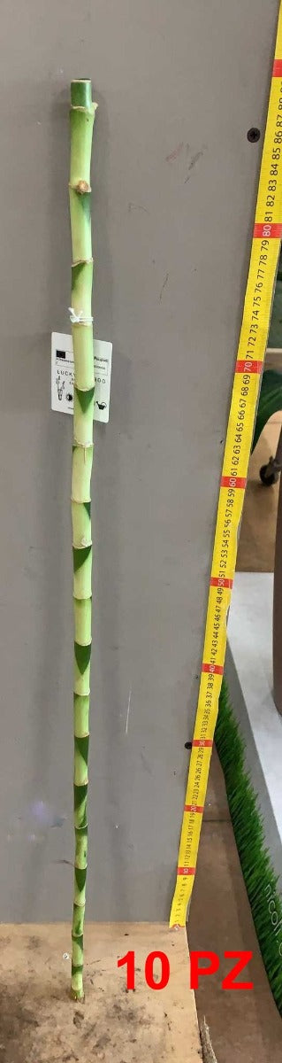 OFFERTA 10 LUCKY BAMBOO 90CM (BAMBÙ DELLA FORTUNA)