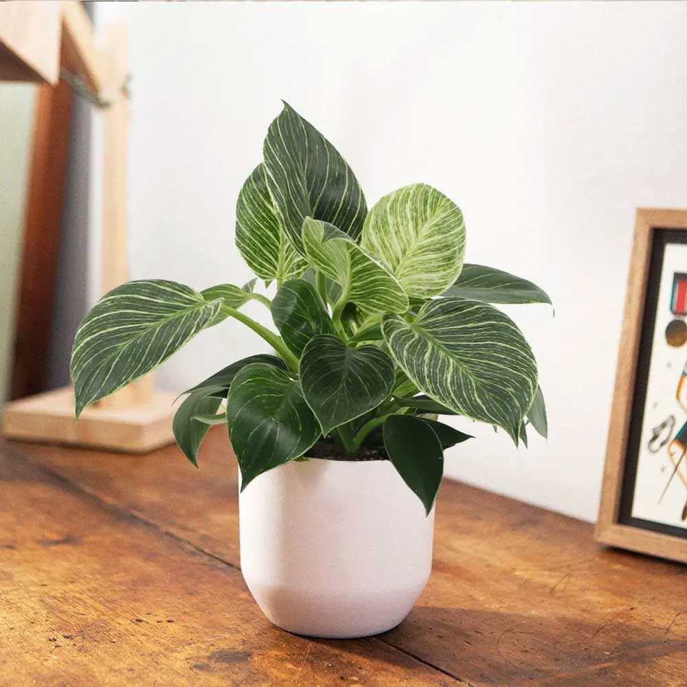 PHILODENDRON WHITE VASO 14CM