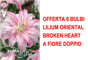 OFFERTA 6 BULBI LILIUM ORIENTAL BROKEN HEART A FIORE DOPPIO