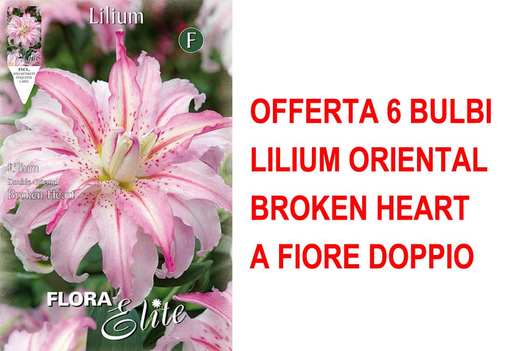 OFFERTA 6 BULBI LILIUM ORIENTAL BROKEN HEART A FIORE DOPPIO