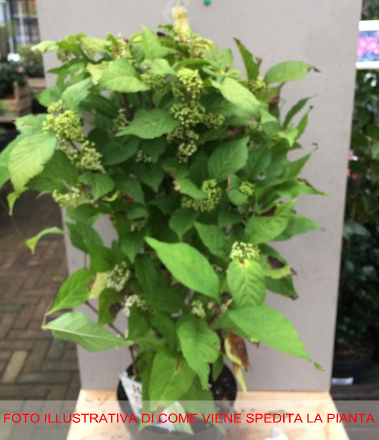 CALLICARPA SNOWSTAR VASO DA 19CM