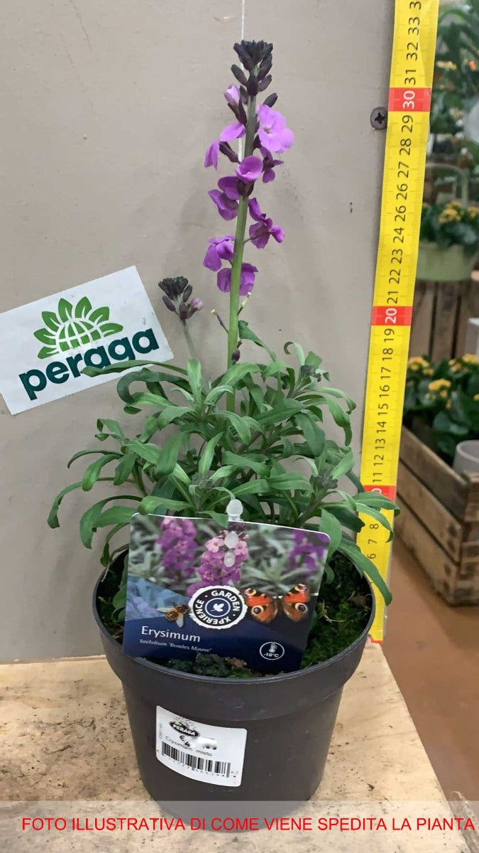 ERYSIMUM FUCSIA IN VASO 13CM