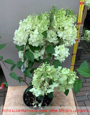HYDRANGEA ORTENSIA PANICULATA DIAMANTINO VASO 18CM