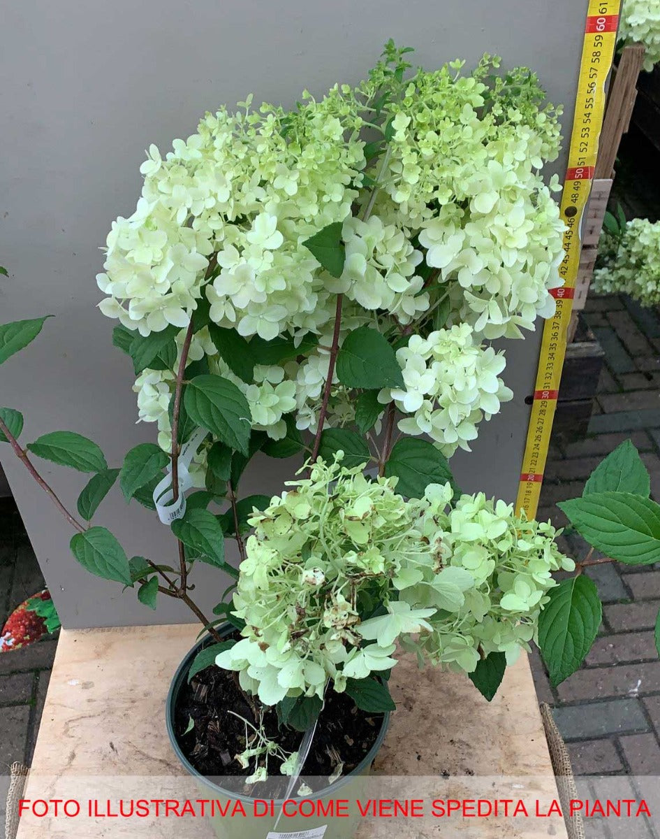 HYDRANGEA ORTENSIA PANICULATA DIAMANTINO VASO 18CM