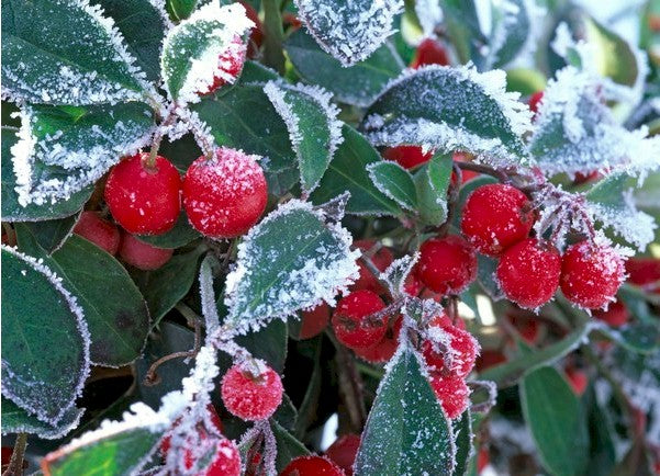GAULTHERIA PROCUMBENS RED DIAMOND VASO 12CM