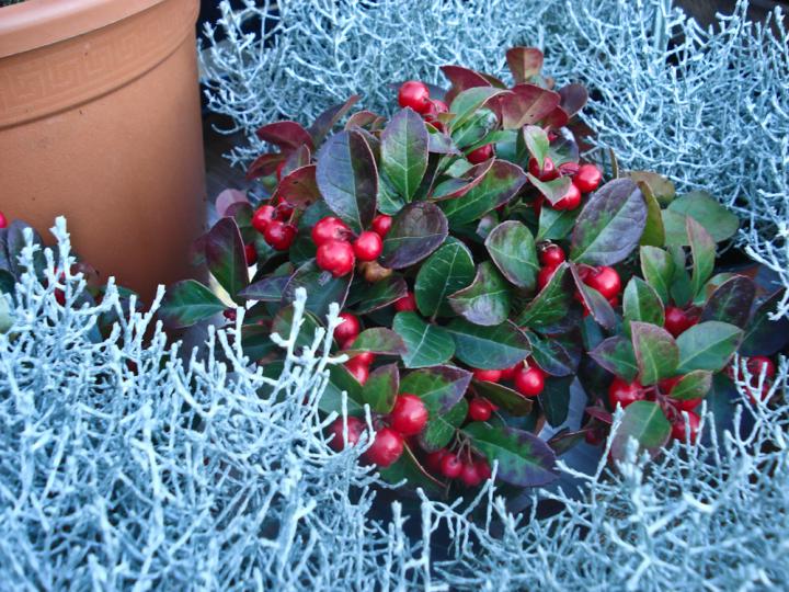 GAULTHERIA PROCUMBENS RED DIAMOND VASO 12CM