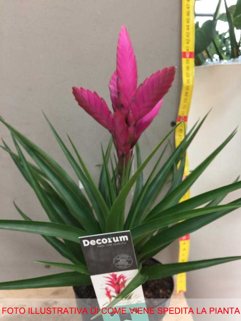TILLANDSIA AMIRA ROSA VASO 13CM