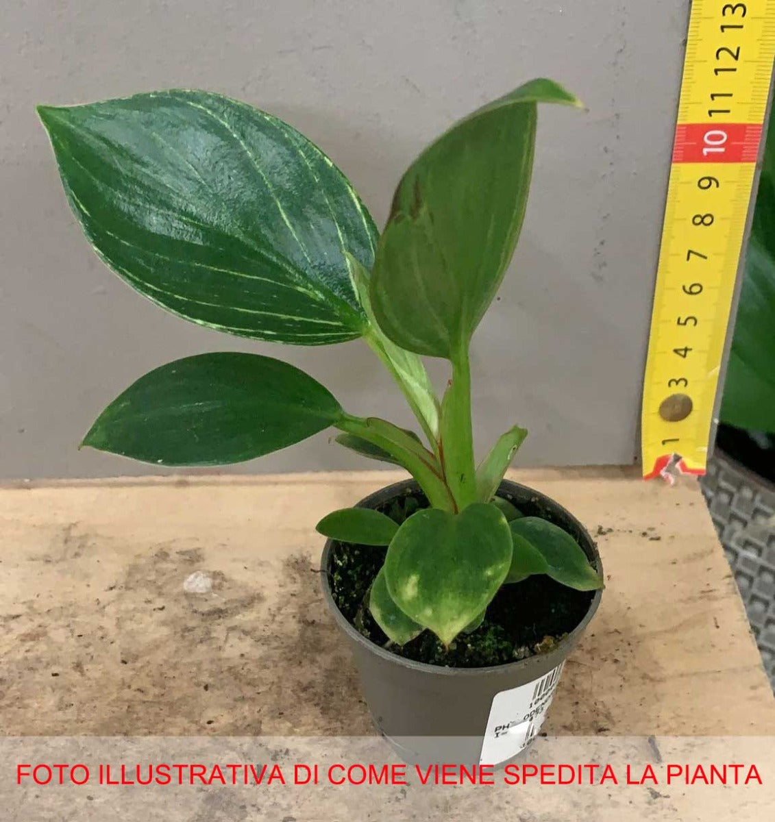 PHILODENDRON WHITE VASO 6CM