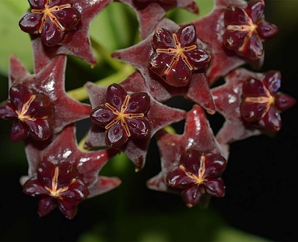 HOYA DARK RED VASO 10.5CM