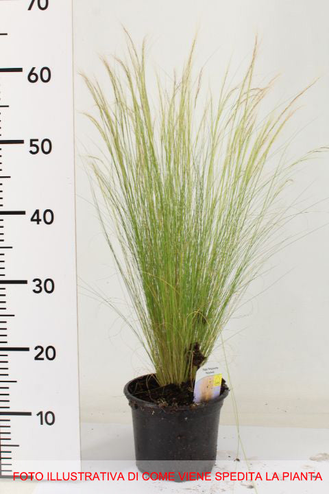 STIPA TENUISSIMA IN VASO 17CM
