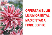 OFFERTA 6 BULBI LILIUM ORIENTAL MAGIC STAR A FIORE DOPPIO