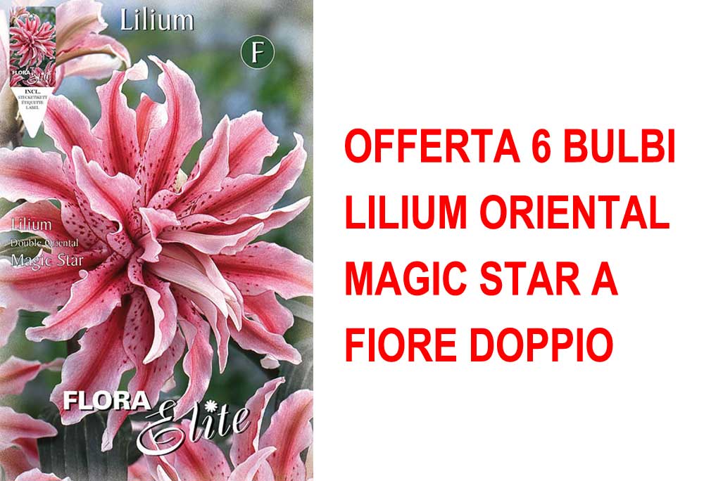 OFFERTA 6 BULBI LILIUM ORIENTAL MAGIC STAR A FIORE DOPPIO