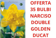 OFFERTA 35 BULBI NARCISO DOUBLE GOLDEN DUCAT