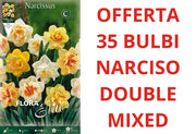 OFFERTA 35 BULBI DI BULBI NARCISO DOUBLE MIX
