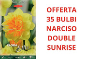 OFFERTA 35 BULBI DI NARCISO DOUBLE SUNRISE